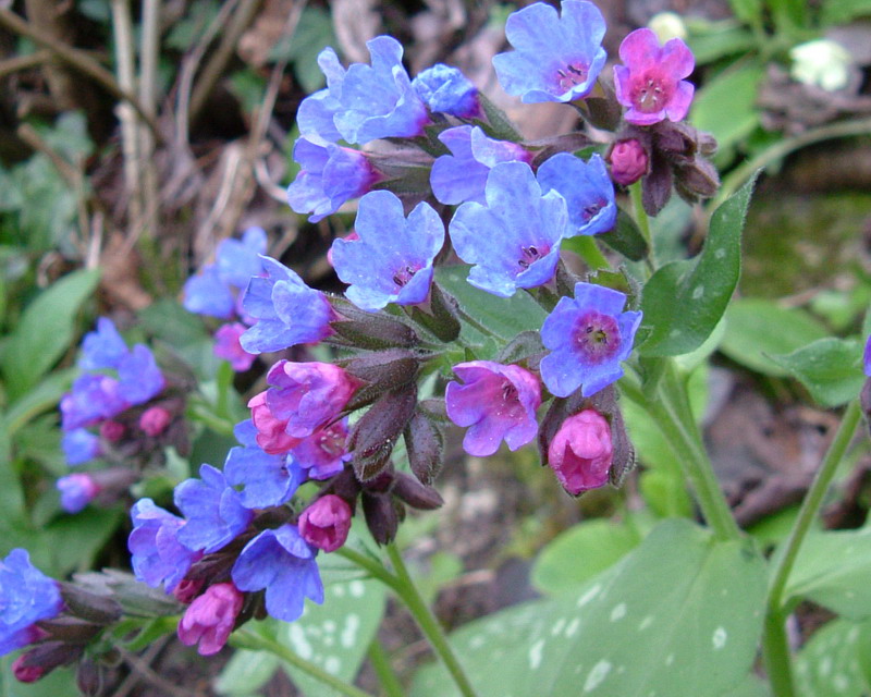 Pulmonaria officinalis / Polmonaria maggiore